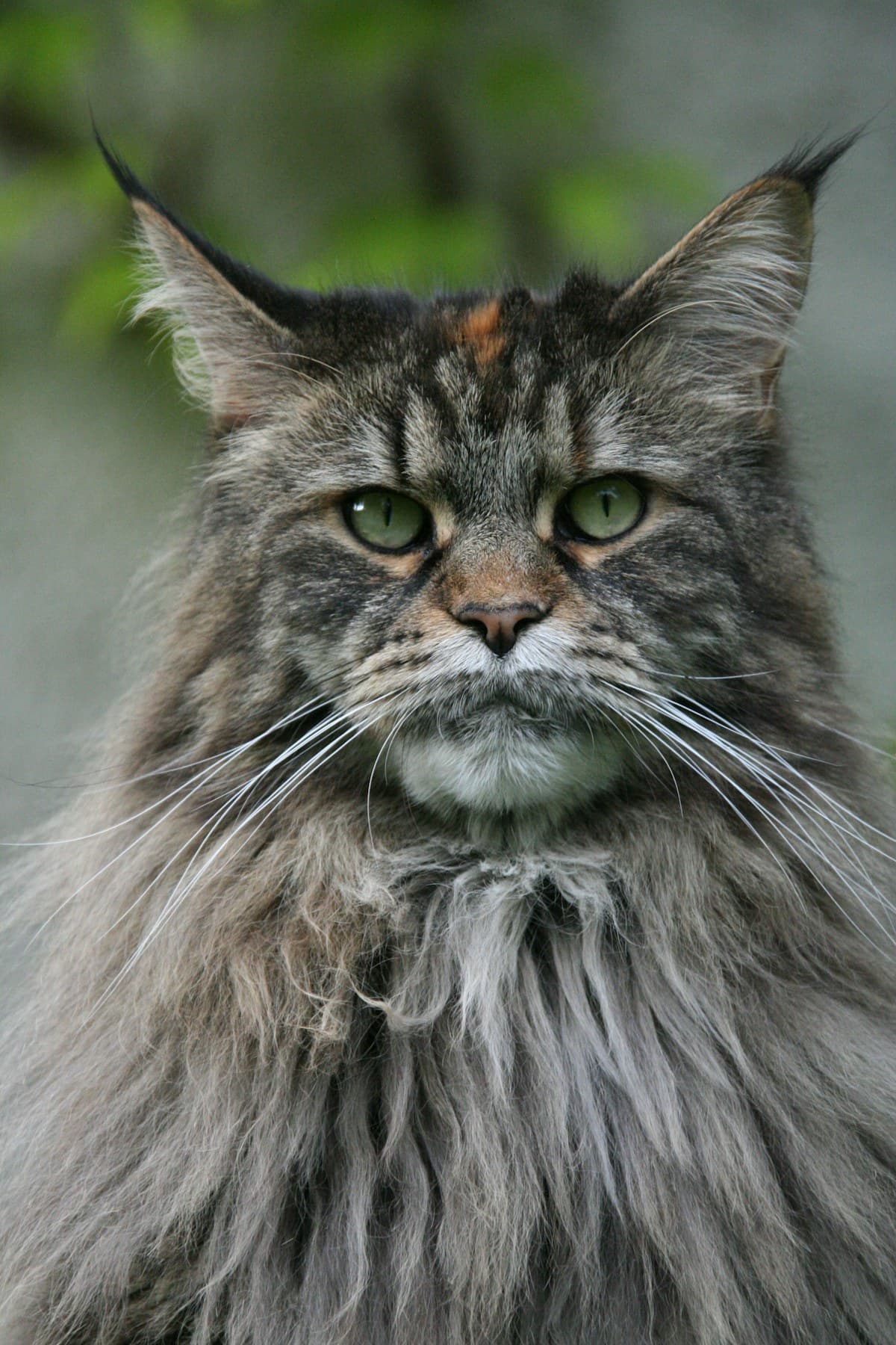 Juniper, a Brown classic tabby Maine Coon kitten