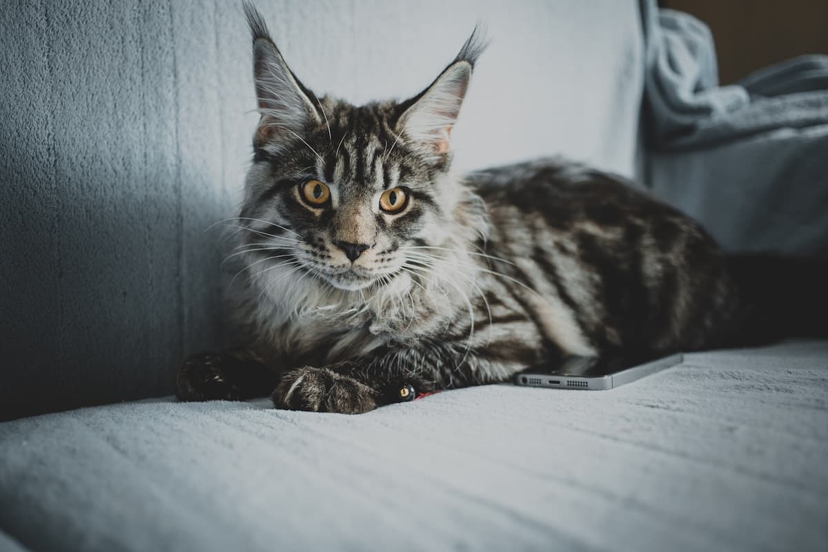Luna, a Blue smoke Maine Coon kitten