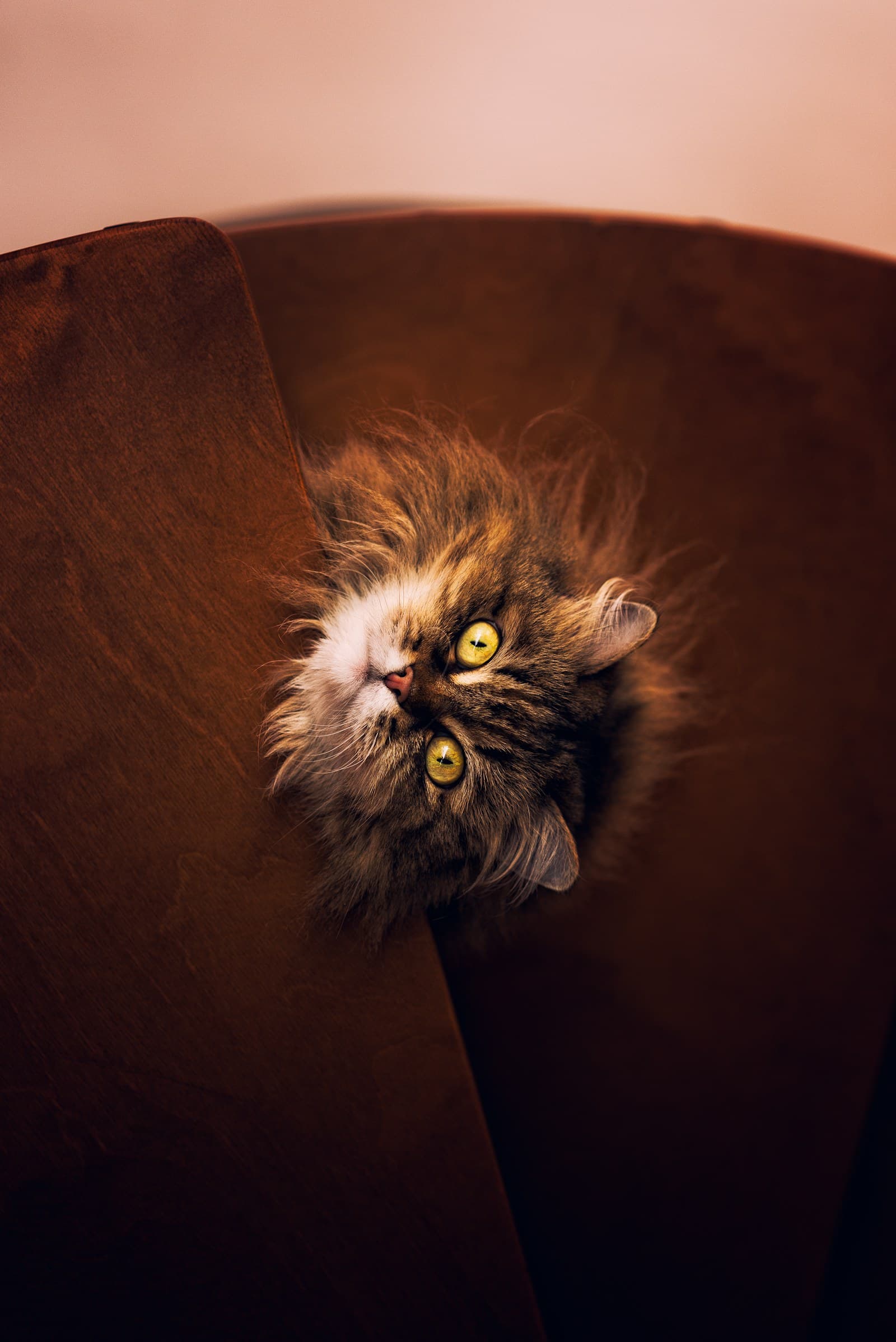 A fluffy Maine Coon kitten resting in a warm home