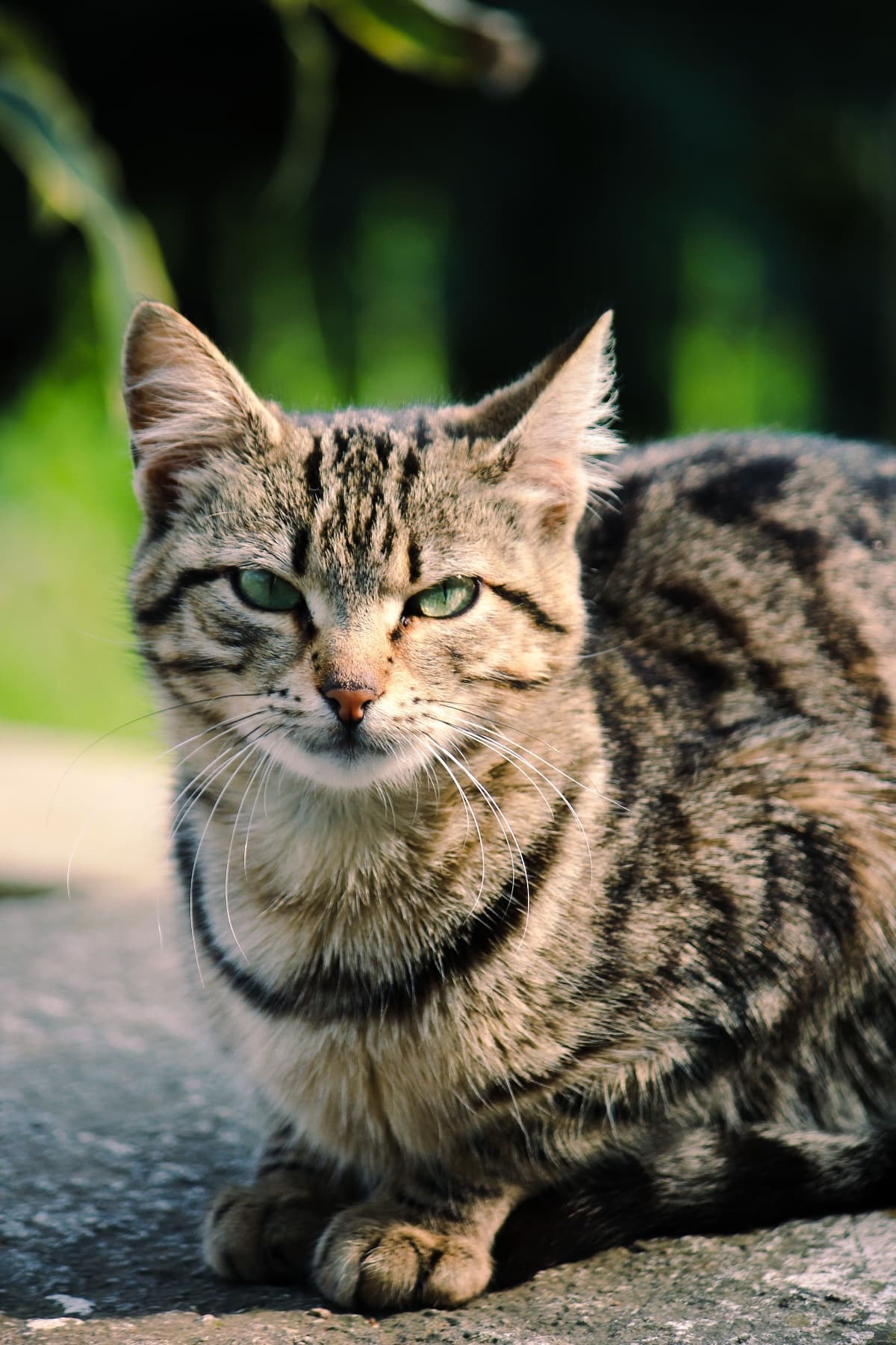 Juniper, a Brown classic tabby Maine Coon kitten